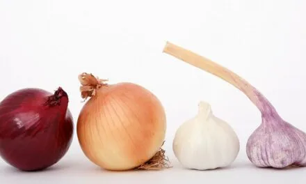 Cebula to nie cebulactwo, czyli krótka charakterystyka